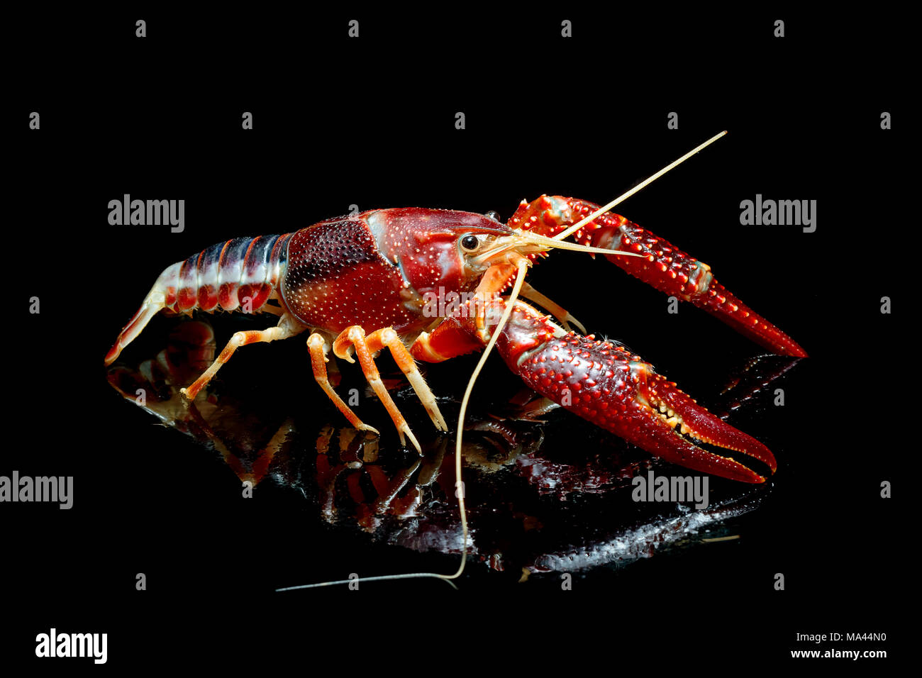 Crayfish Procambarus Clarkii Ghost on black background Stock Photo Alamy