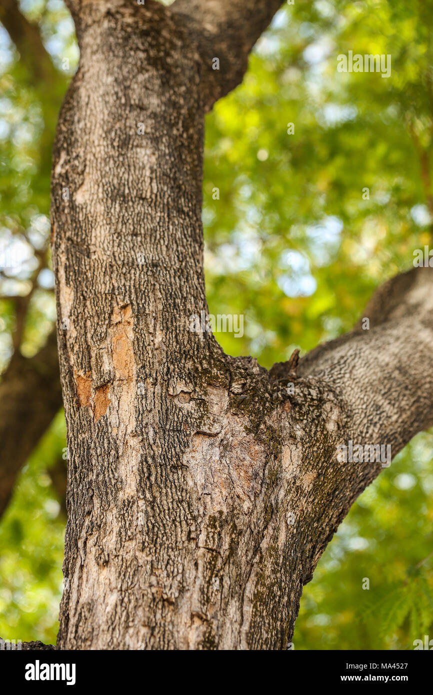 trunk of tamarind tree Stock Photo Alamy