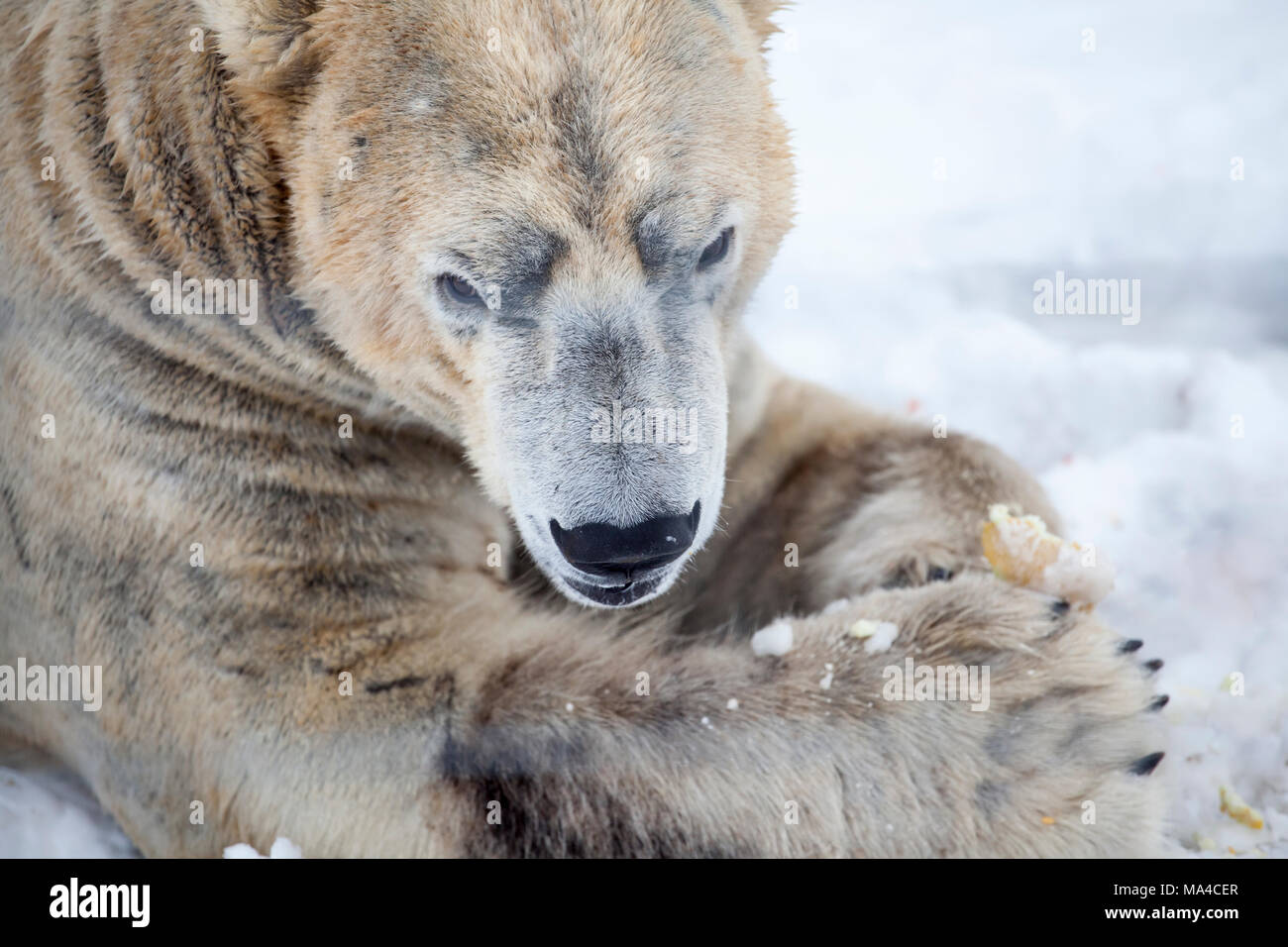Arktos, one of the polar bears at the highland wildlife park at Kincraig in the Highlands of