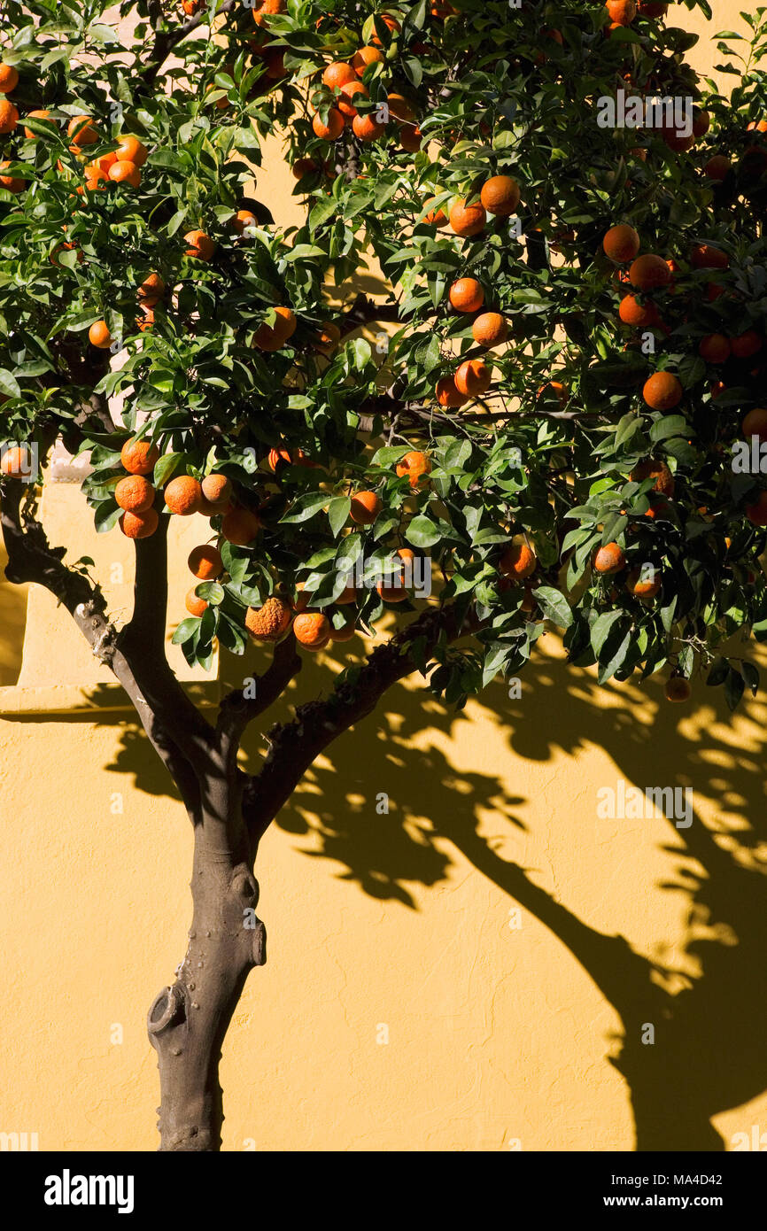 Orange tree, Plaza de San Martín, Sevilla, Andalusia, Spain Stock Photo