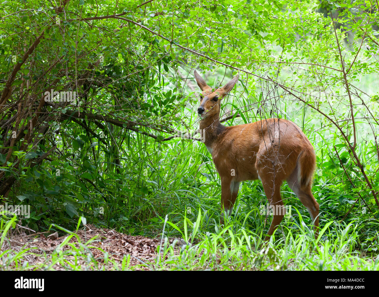 Female Cape Bushbuck, aka Imbabala, Tragelaphus sylvaticus; among bushes and long grass in Kruger NP, South Africa Stock Photo