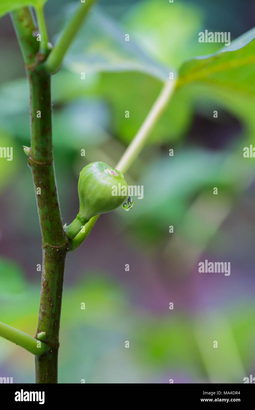 close up fig fruit on a fig tree after a rain Stock Photo - Alamy