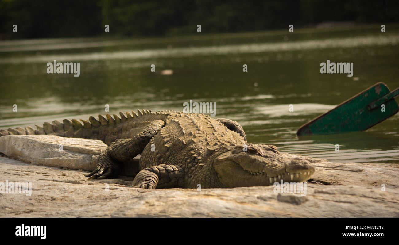 Mugger crocodile resting om rock at ranganathittu bird sanctuary. Stock Photo