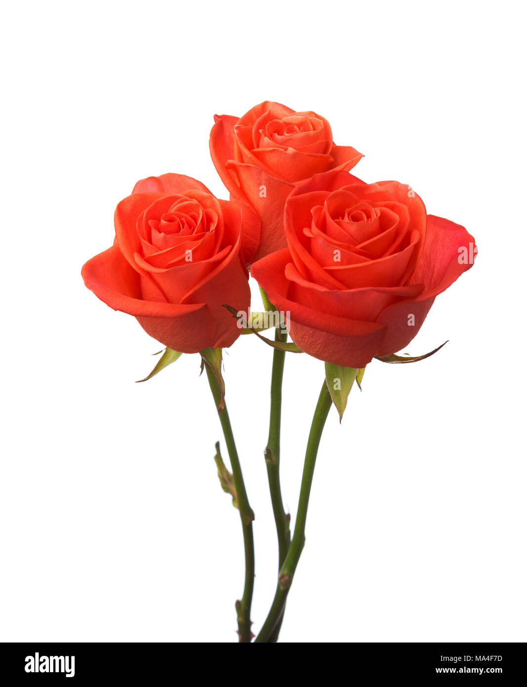 Three orange roses isolated on white background Stock Photo - Alamy