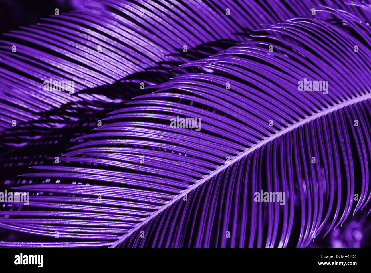 Creative ultraviolet tropical leaves layout. Nature sommer concept ... - Uv Lighting For A Tropical Environment
