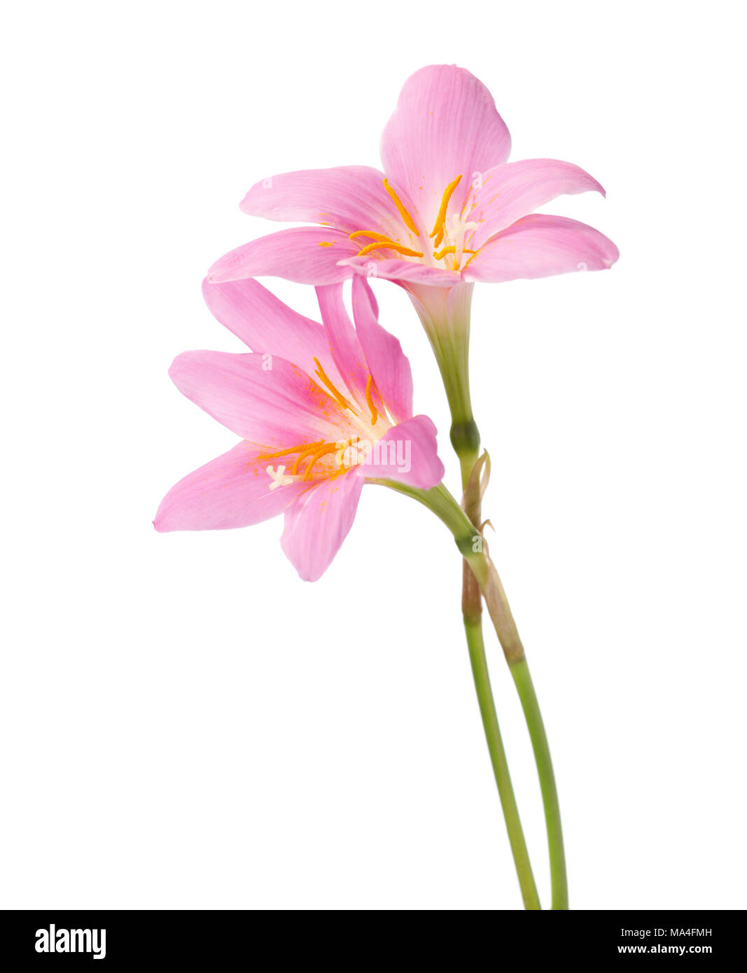 Two pink lily isolated on a white background. Rosy Rain lily Stock Photo
