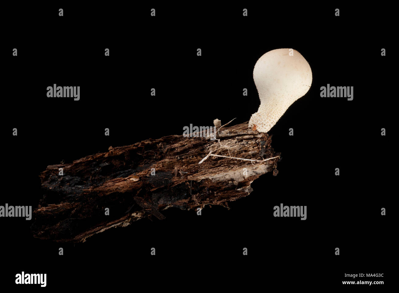 Stump puffball, Lycoperdon pyriforme, on dead, rotten wood from an old tree stump, Hampshire UK. Black background Stock Photo