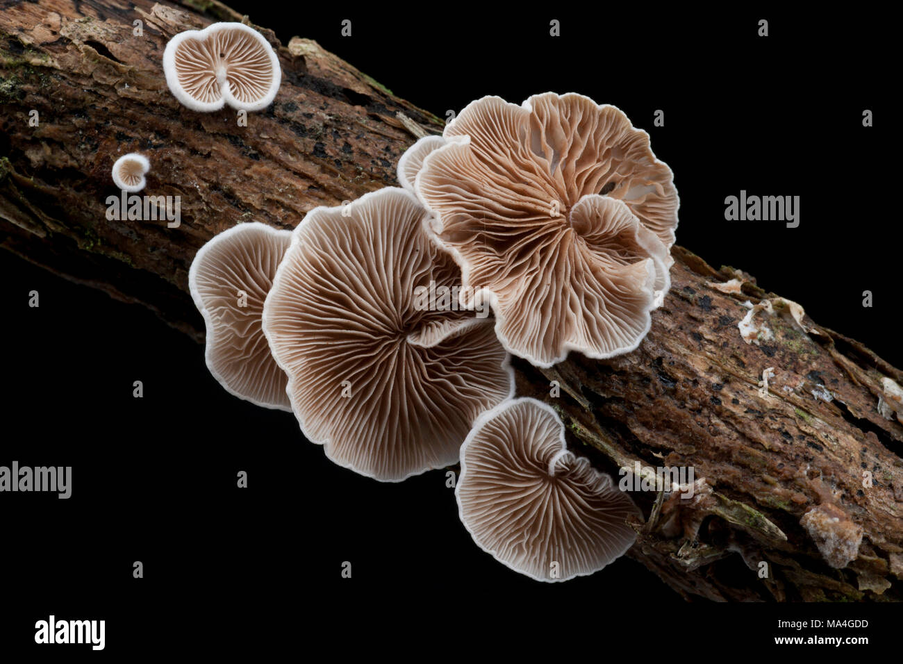 A specimen of Crepidotus cesatii fungi, found growing on dead twigs in the New Forest Hampshire England  UK GB Stock Photo
