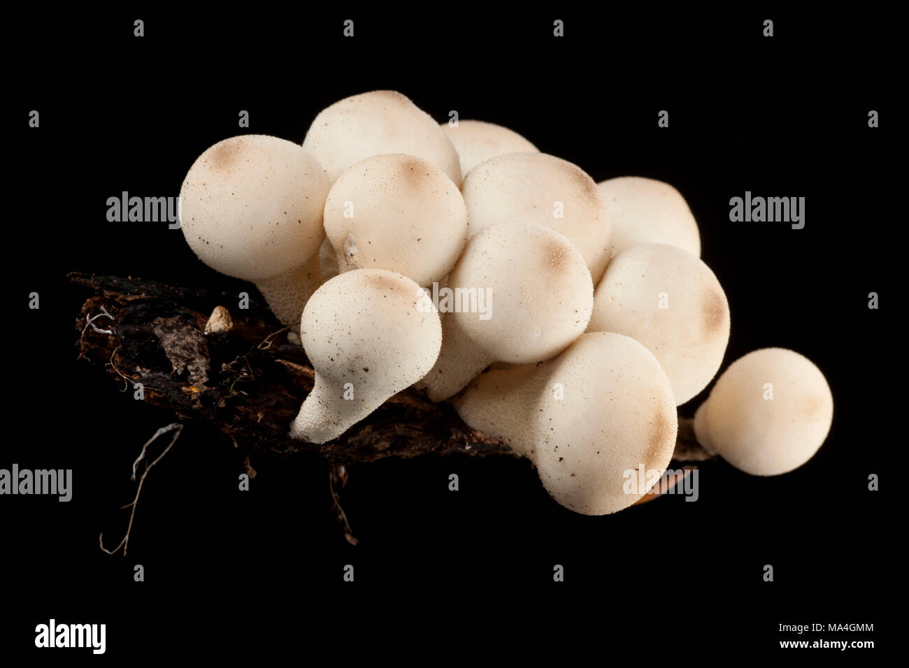 Stump puffball, Lycoperdon pyriforme, on dead, rotten wood from an old tree stump, Hampshire UK. Black background Stock Photo