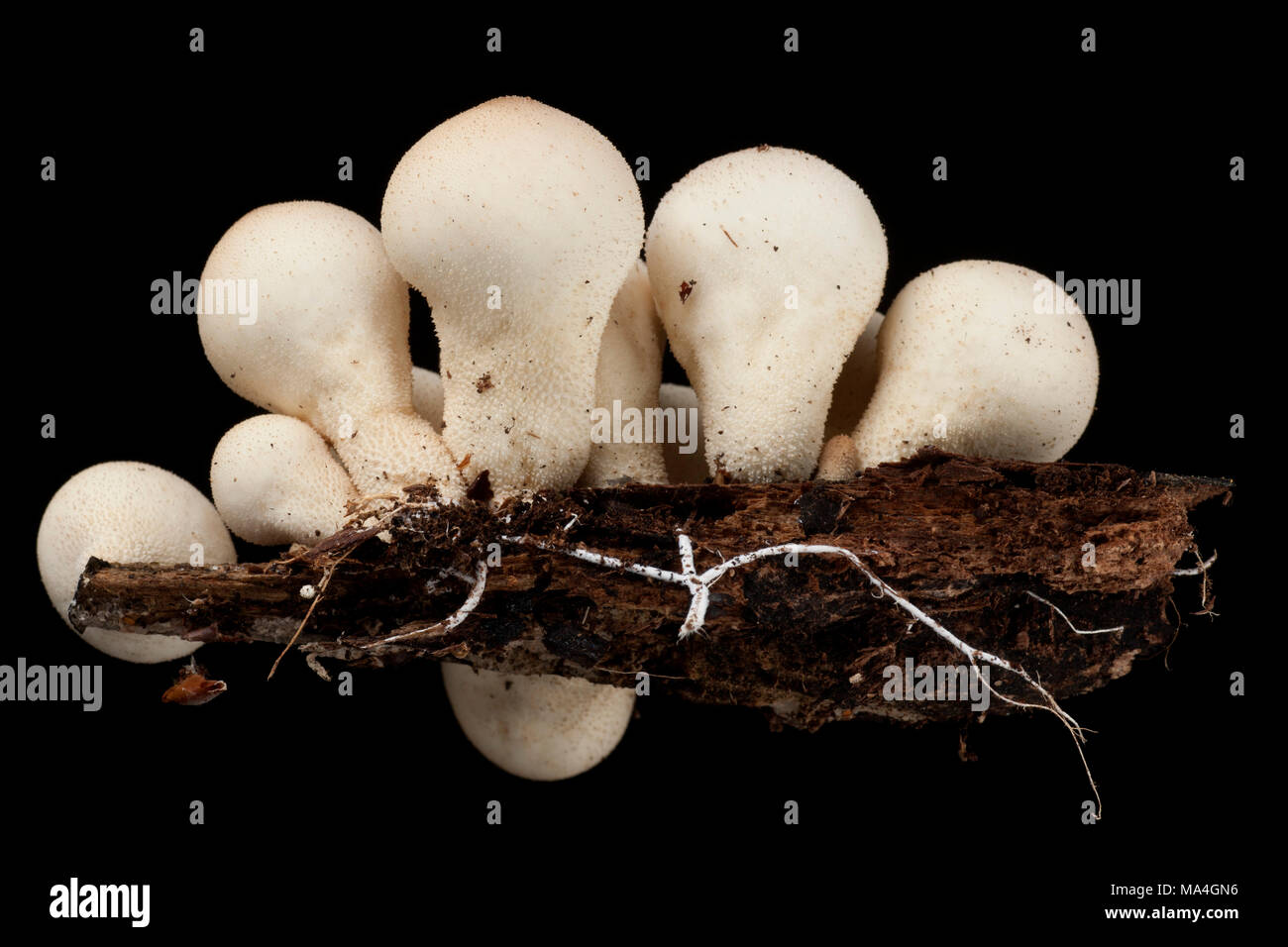 Stump puffball, Lycoperdon pyriforme, on dead, rotten wood from an old tree stump, Hampshire UK. Black background Stock Photo