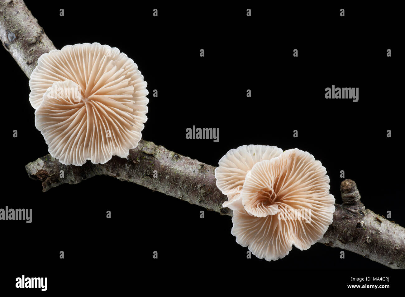 A specimen of Crepidotus cesatii fungi, found growing on dead twigs in the New Forest Hampshire England  UK GB Stock Photo