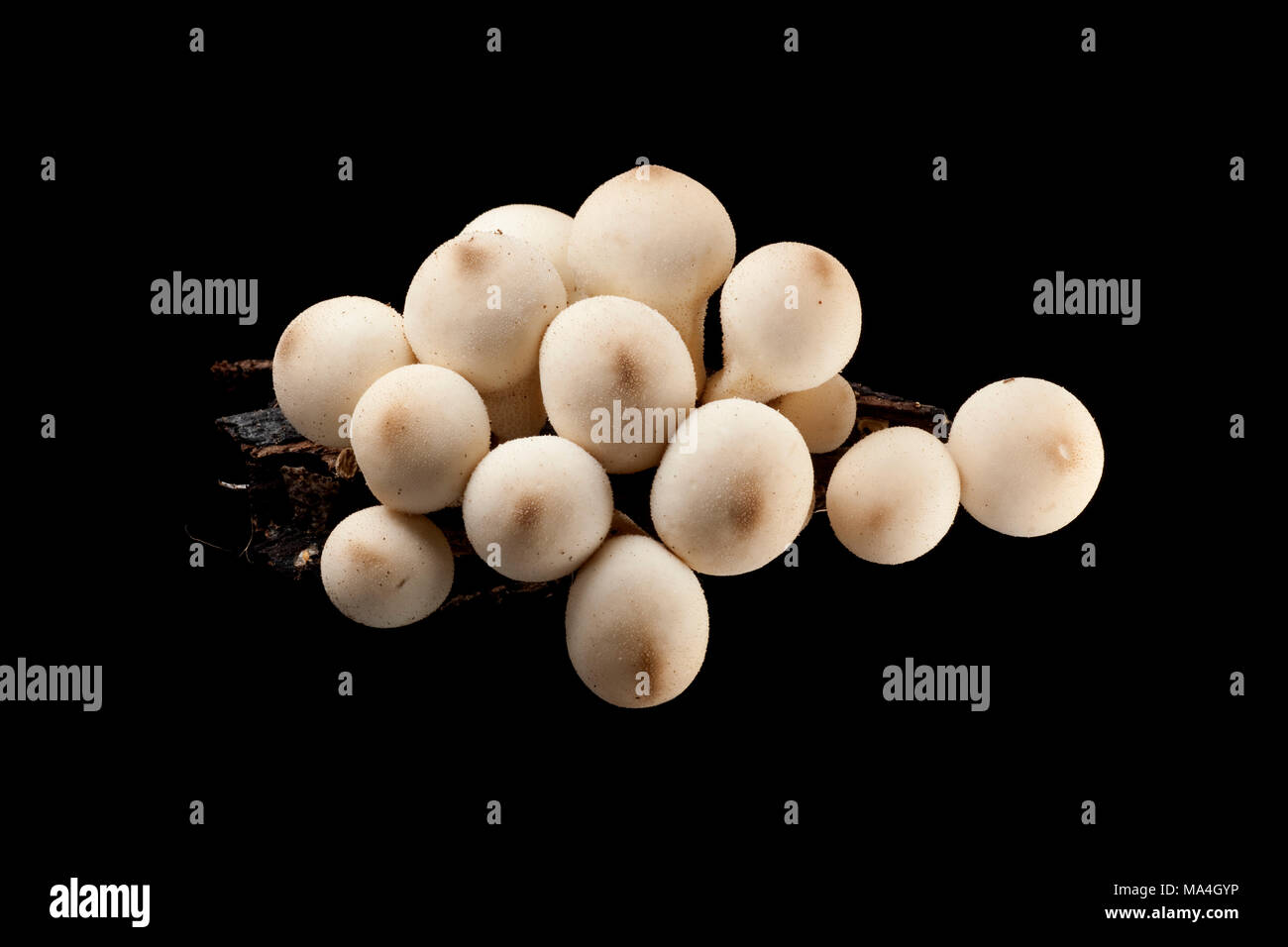 Stump puffball, Lycoperdon pyriforme, on dead, rotten wood from an old tree stump, Hampshire UK. Black background Stock Photo