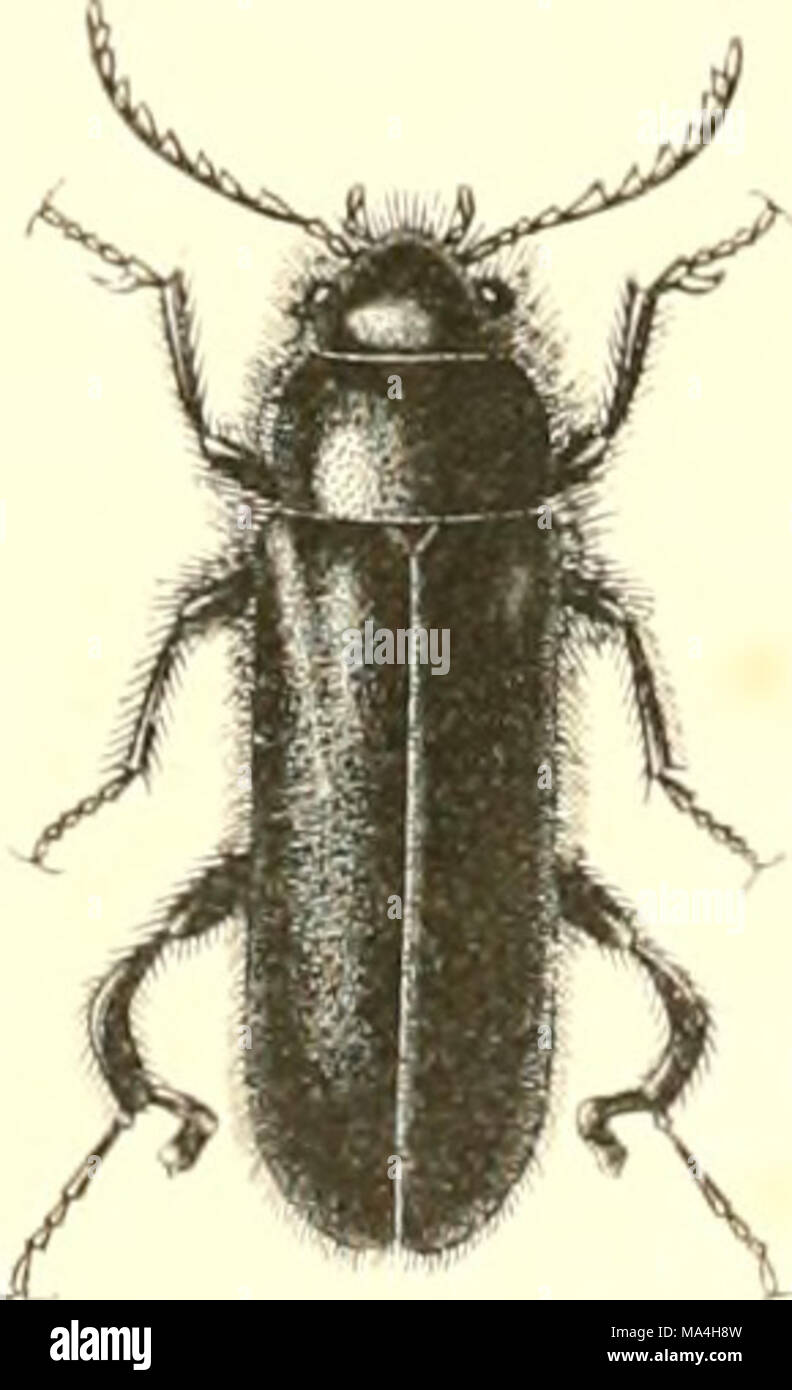 . Encyclopédie d'histoire naturelle; ou, traité complet de cette science d'après les travaux des naturalistes les plus éminents de tous les pays et de toutes les époques: Buffon, Daubenton, Lacépède, G. Cuvier, F. Cuvier, Geoffroy Saint-Hilaire, Latreille, De Jussieu, Brongniart, etc Stock Photo