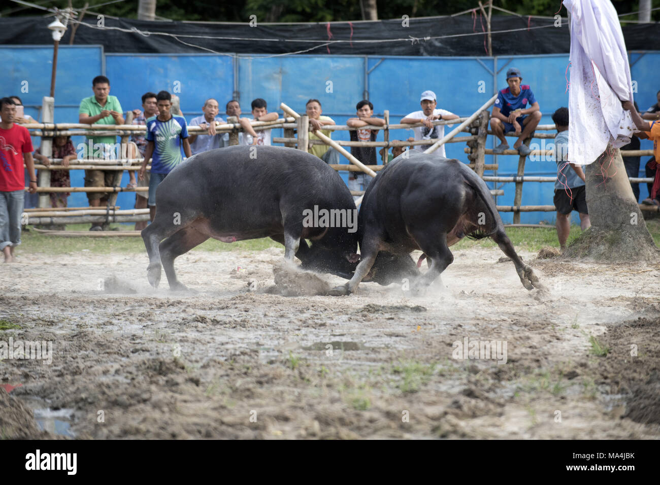 Thailand, fighting Buffalo (Bubalus bubalis), Fighting Stock Photo - Alamy