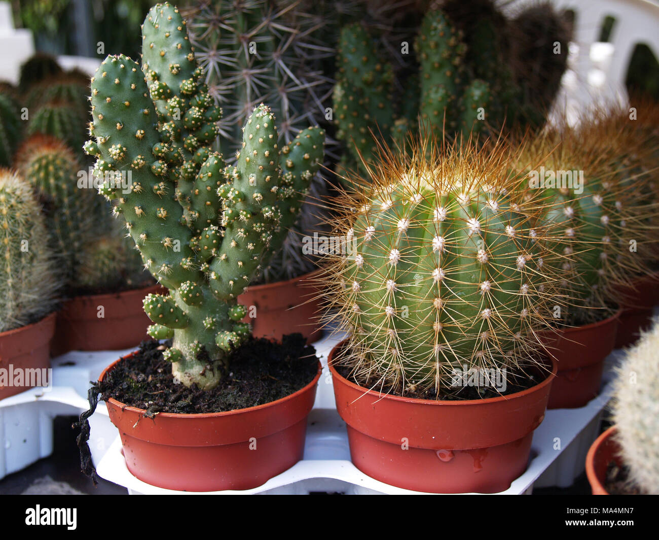 Collection of various potted cacti Stock Photo Alamy