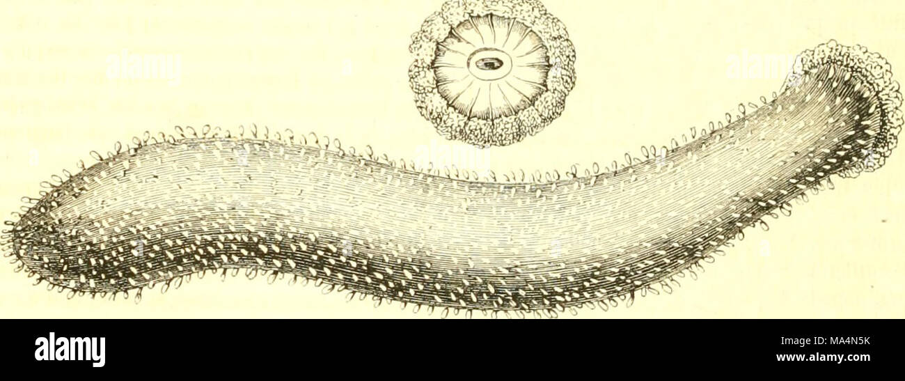 . Encyclopédie d'histoire naturelle, ou, Traité complet de cette science d'après les travaux des naturalists les plus éminents de tous les pays et de toutes les époques : Buffon, Daubenton, Lacépède, G. Cuvier, F. Cuvier, Geoffroy Saint-Hilaire, Latreille, De Jussieu, Brongniart, etc., etc. : ouvrage résumant les observations des auteurs anciens et comprenant toutes les découvertes modernes jusqu'Ã nos jours Stock Photo