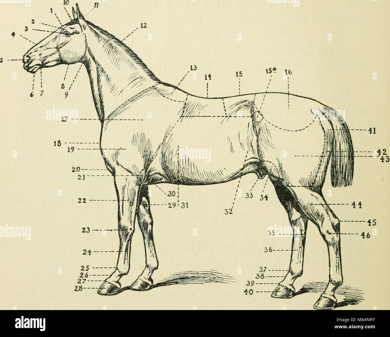 . The encyclopædia of the stable: a complete manual of the horse, its ...