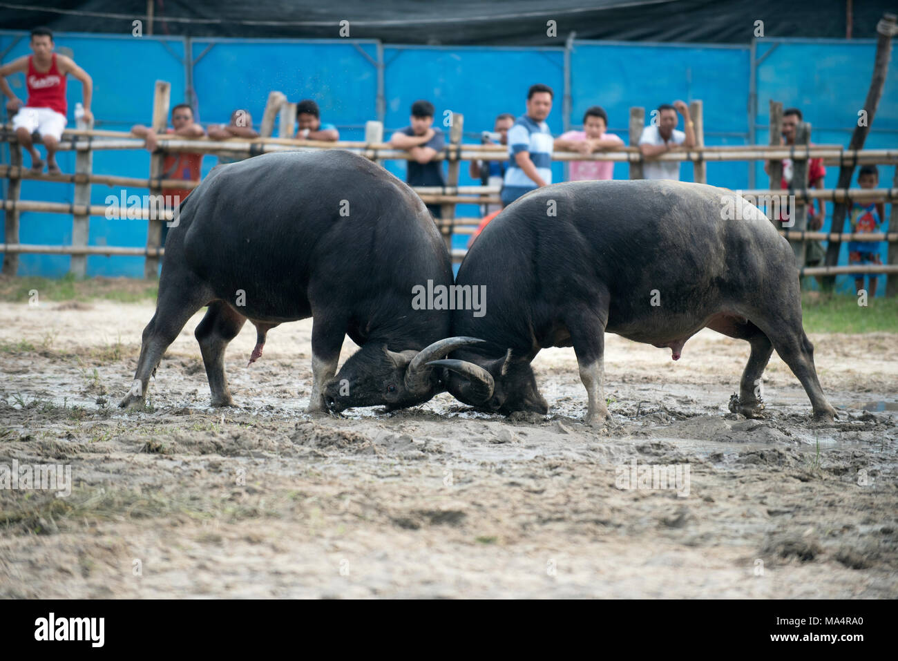 Thailand, fighting Buffalo (Bubalus bubalis), Fighting Stock Photo - Alamy