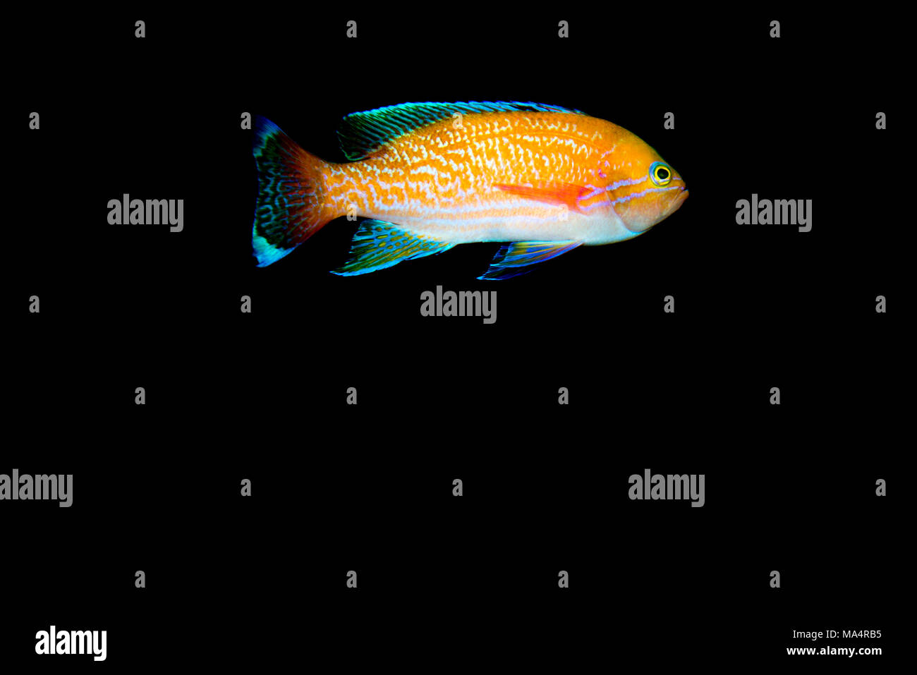 Two-spot Basslet (Pseudanthias bimaculatus) Stock Photo