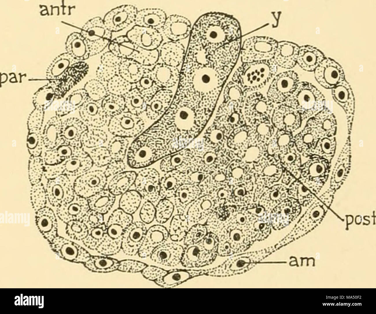 Baby Cell Insect . Embryology of insects and myriapods; the developmental history of ...