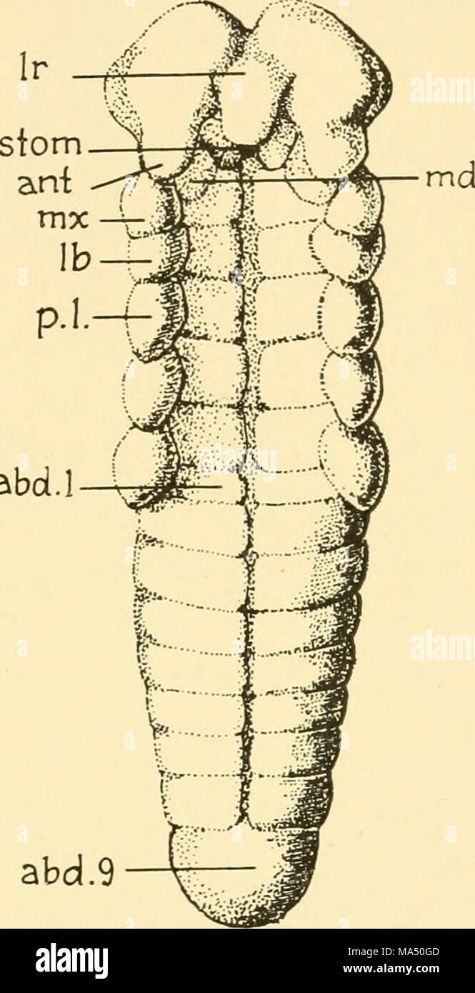 . Embryology of insects and myriapods; the developmental history of insects, centipedes, and millepedes from egg desposition [!] to hatching Stock Photo