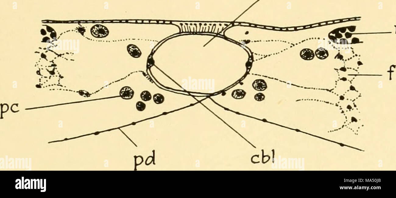 Baby Cell Insect . Embryology of insects and myriapods; the developmental history of ...