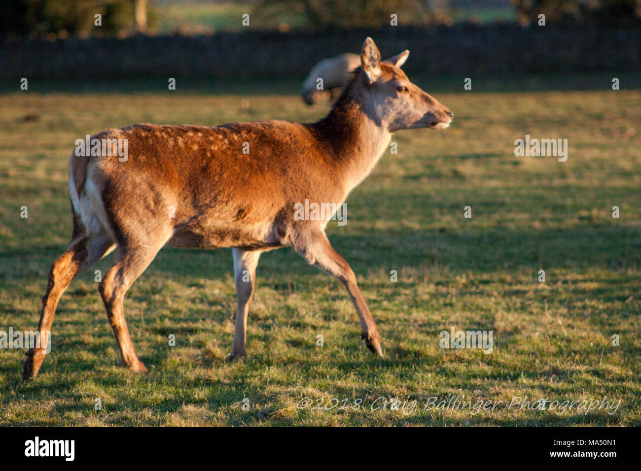 Deer in a field Stock Photo Alamy