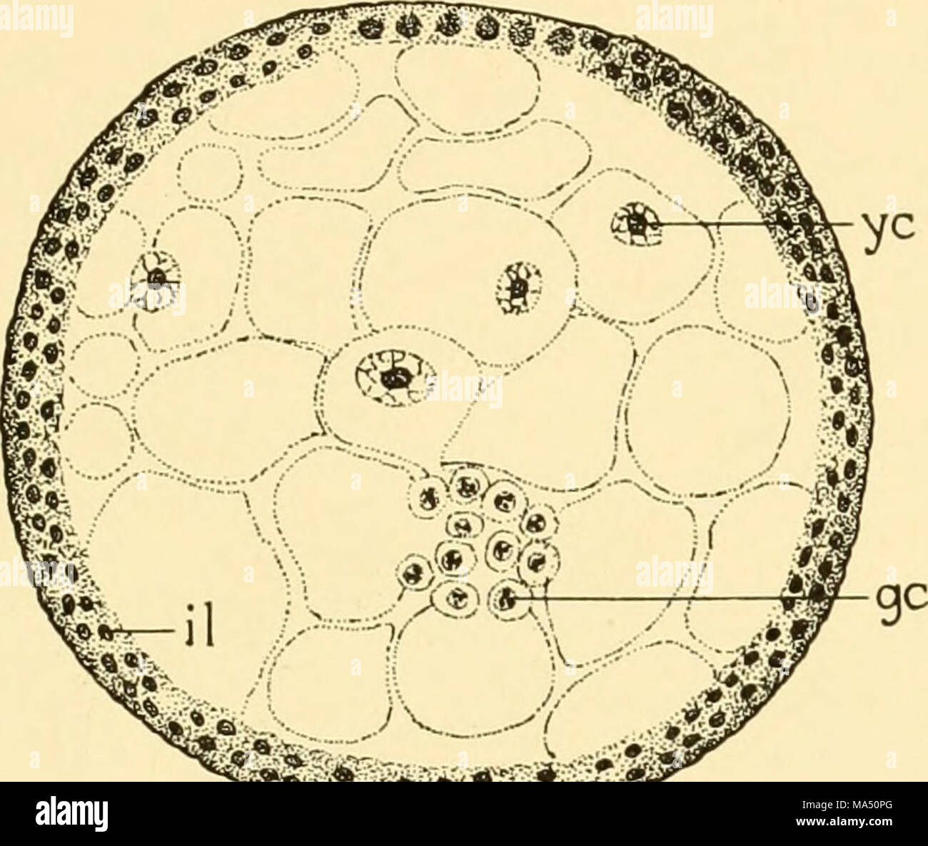 Baby Cell Insect . Embryology of insects and myriapods; the developmental history of ...