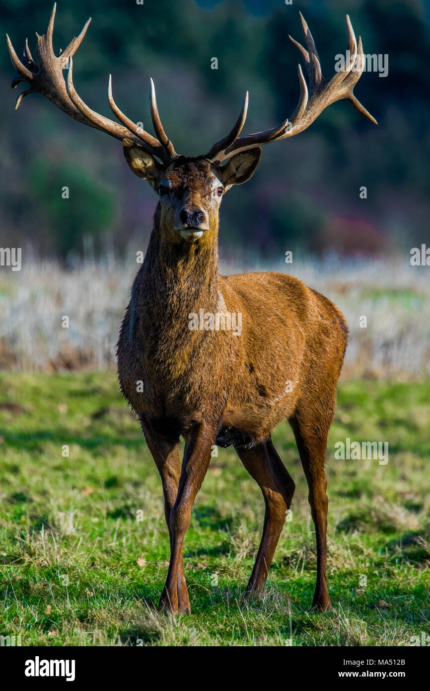 red stag Stock Photo