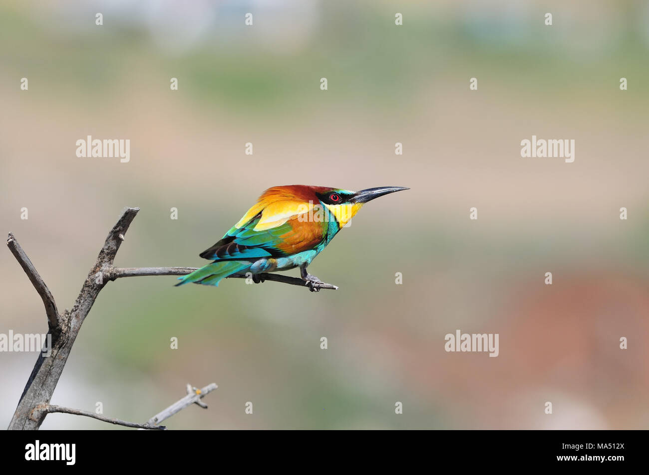 European bee-eater (Merops apiaster) (resembling a painted parallelogram) sits on a dry branch. Stock Photo
