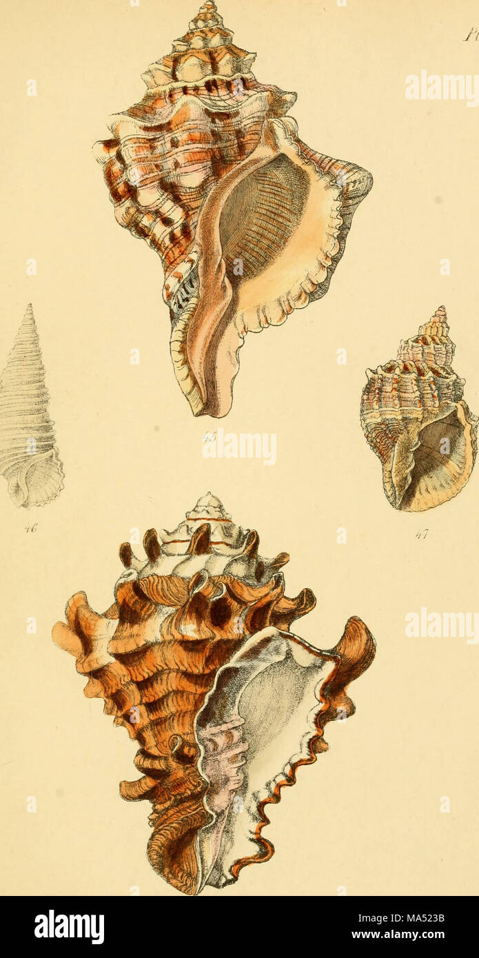 . Elements of conchology : an introduction to the natural history of ...