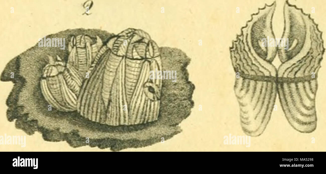 Linnean System.drawing . The elements of conchology; or Natural history of shells: according ...