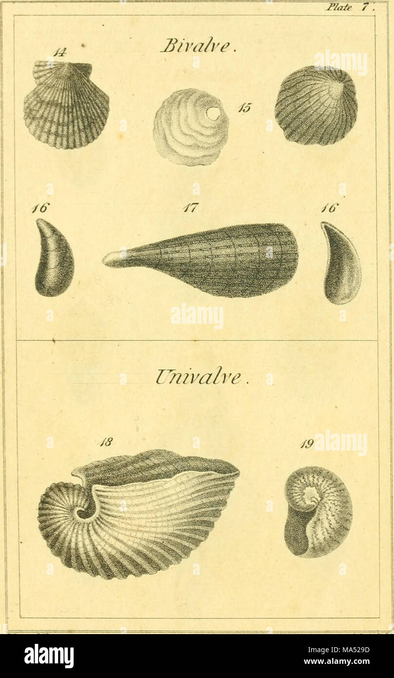 Shell Observations Fossil arrangements hi-res stock photography and images - Alamy