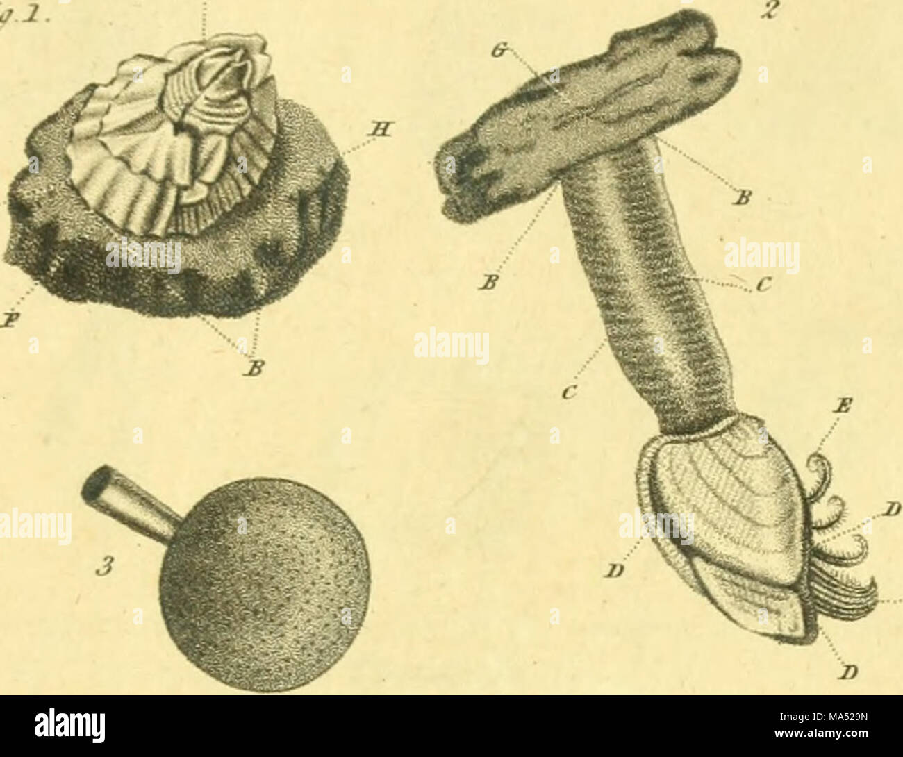 Shell Observations . The elements of conchology; or Natural history of shells: according ...