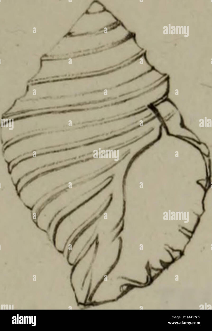 Linnean System.drawing . Elements of conchology : according to the Linnean system, illustrated ...