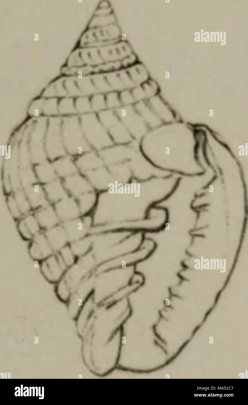 Linnean System.drawing . Elements of conchology : according to the Linnean system, illustrated ...