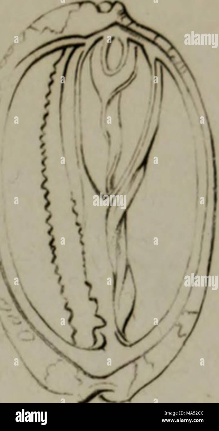 Linnean System.drawing . Elements of conchology : according to the Linnean system, illustrated ...
