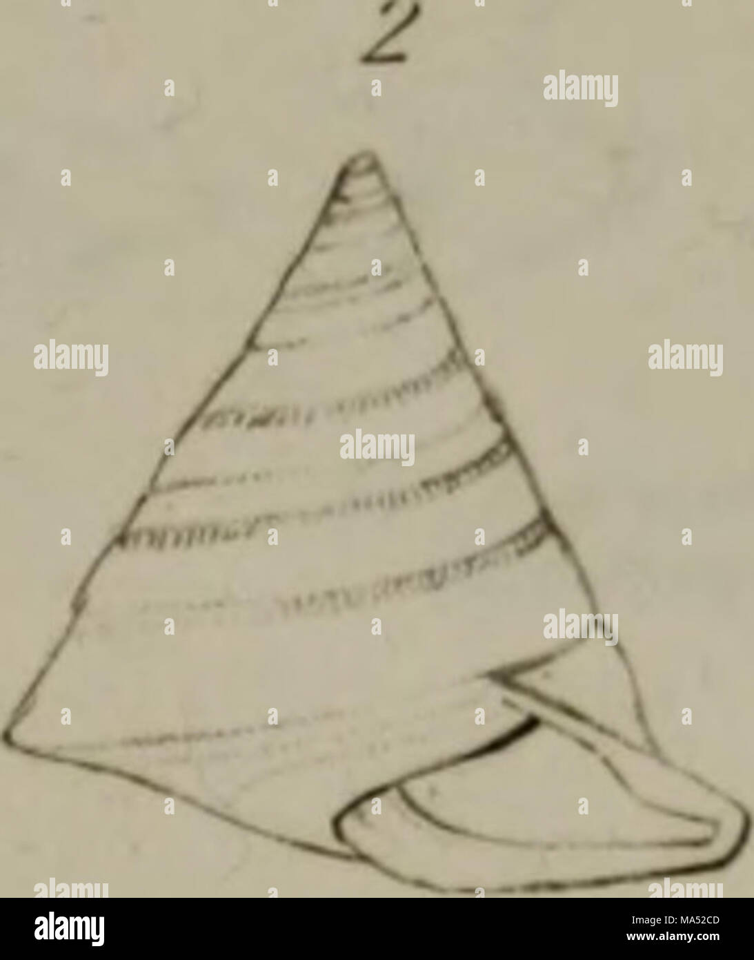 Mathmematical Conch . Elements of conchology : according to the Linnean system, illustrated ...