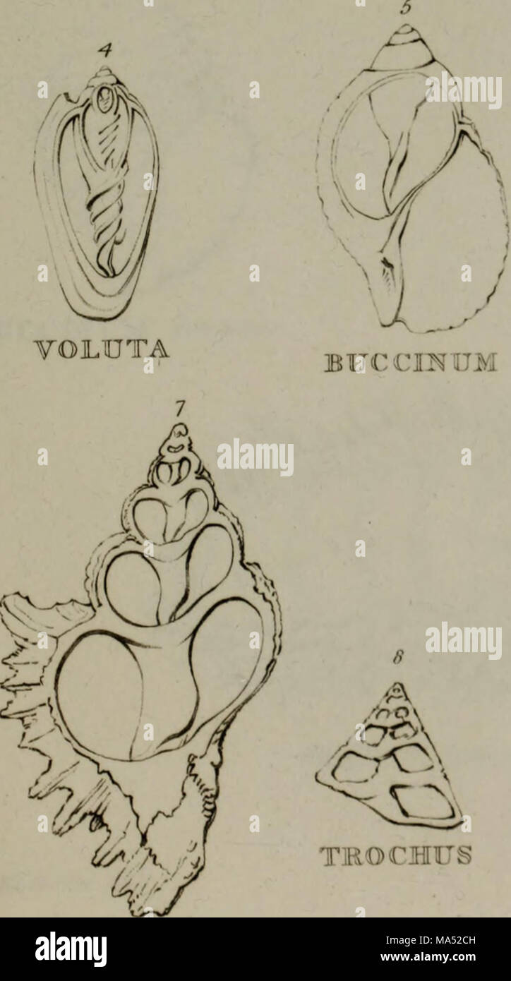 Linnean System.drawing . Elements of conchology : according to the Linnean system, illustrated ...