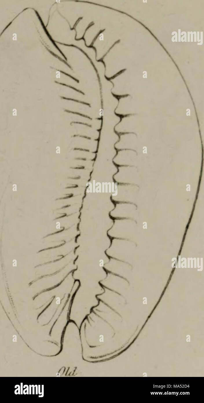 Linnean System.drawing . Elements of conchology : according to the Linnean system, illustrated ...