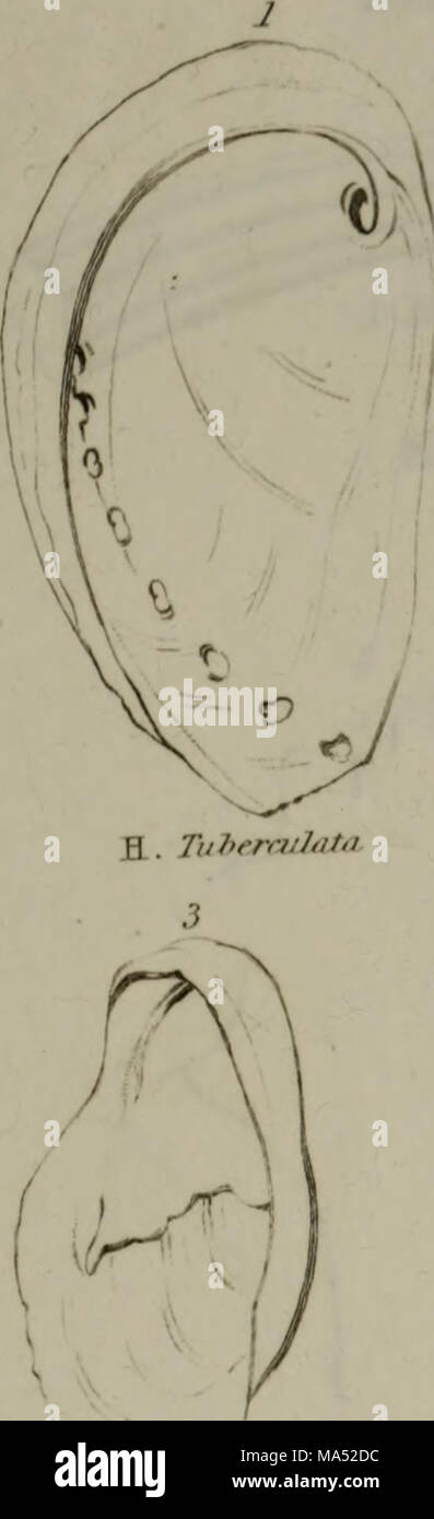 Linnean System.drawing . Elements of conchology : according to the Linnean system, illustrated ...