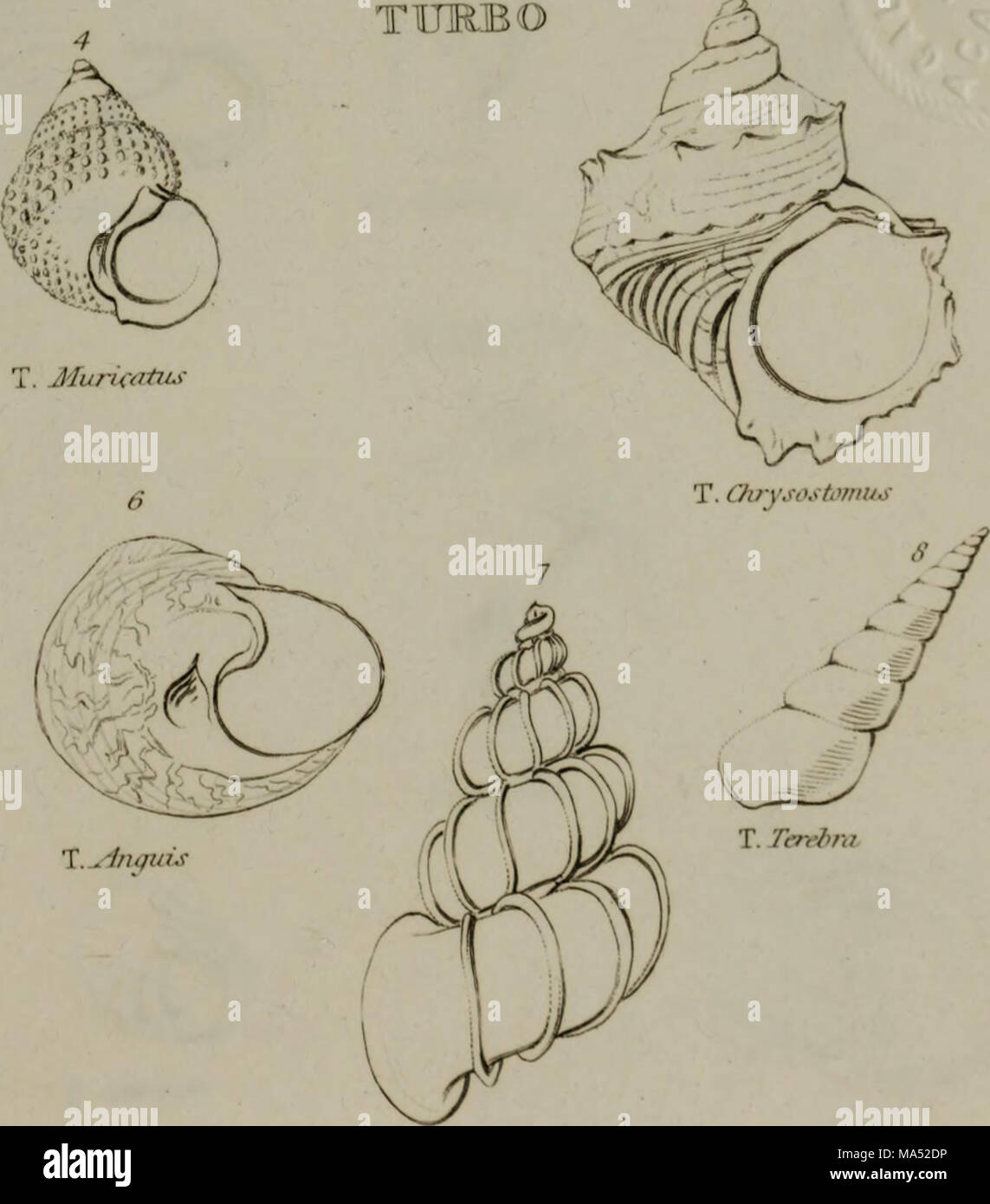 Linnean System.drawing . Elements of conchology : according to the Linnean system, illustrated ...