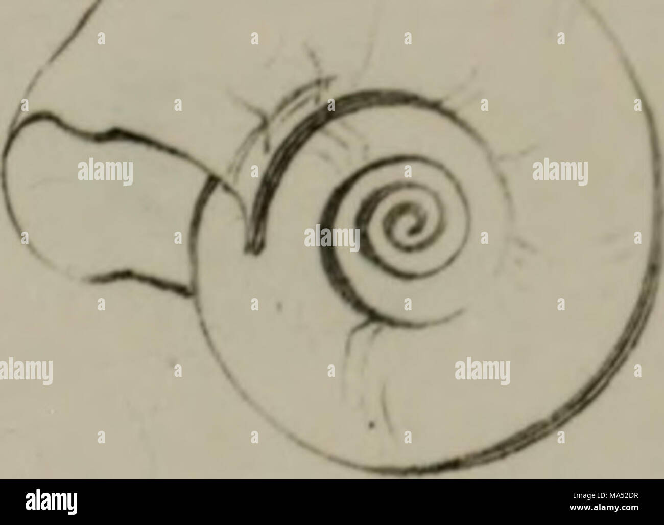 Mathmematical Conch . Elements of conchology : according to the Linnean system, illustrated ...