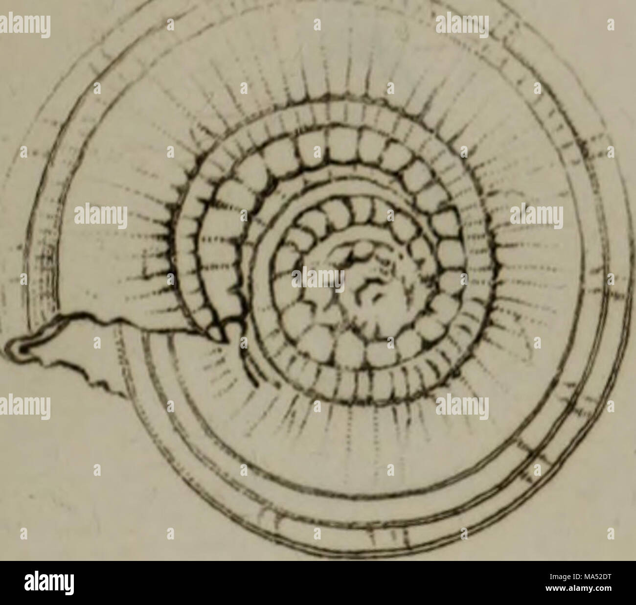 Linnean System.drawing . Elements of conchology : according to the Linnean system, illustrated ...