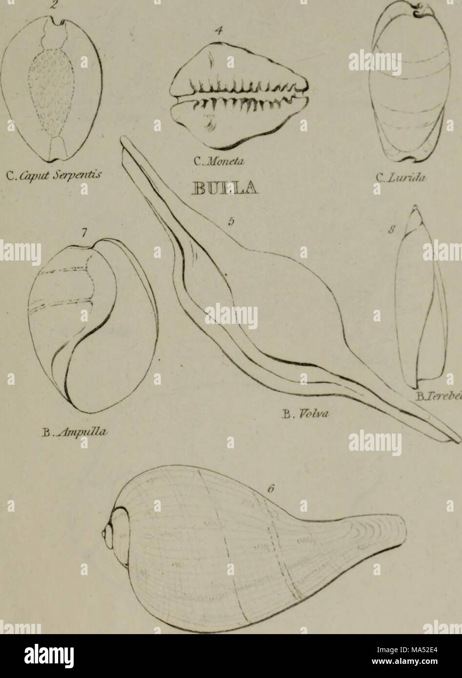 Linnean System.drawing . Elements of conchology : according to the Linnean system, illustrated ...