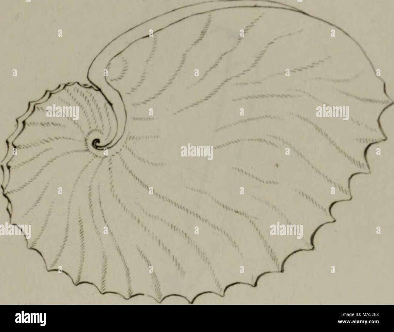 Linnean System.drawing . Elements of conchology : according to the Linnean system, illustrated ...