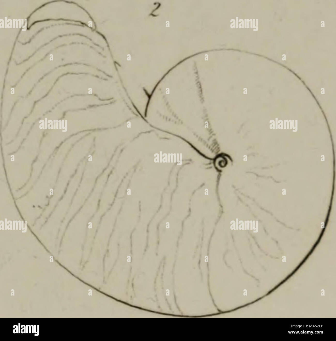 Linnean System.drawing . Elements of conchology : according to the Linnean system, illustrated ...