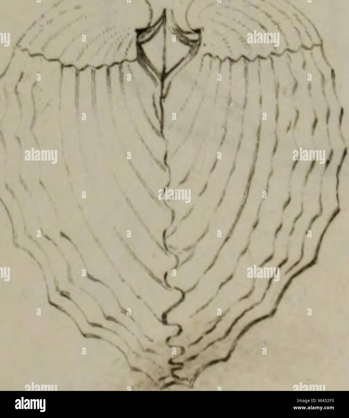 Linnean System.drawing . Elements of conchology : according to the Linnean system, illustrated ...