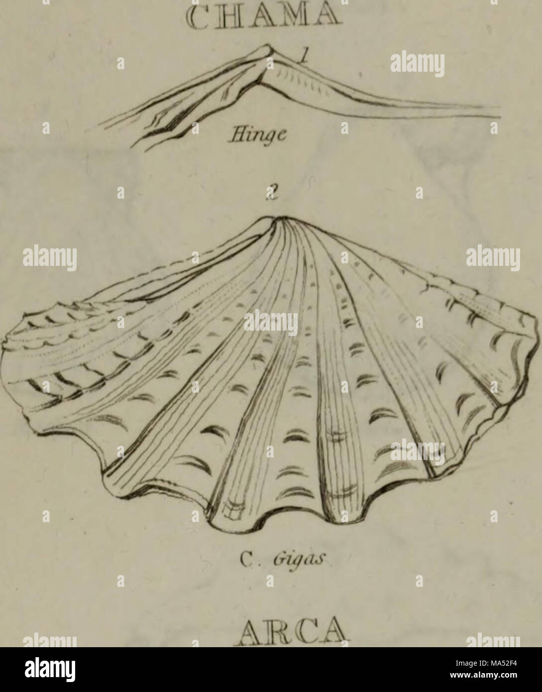 Linnean System.drawing . Elements of conchology : according to the Linnean system, illustrated ...