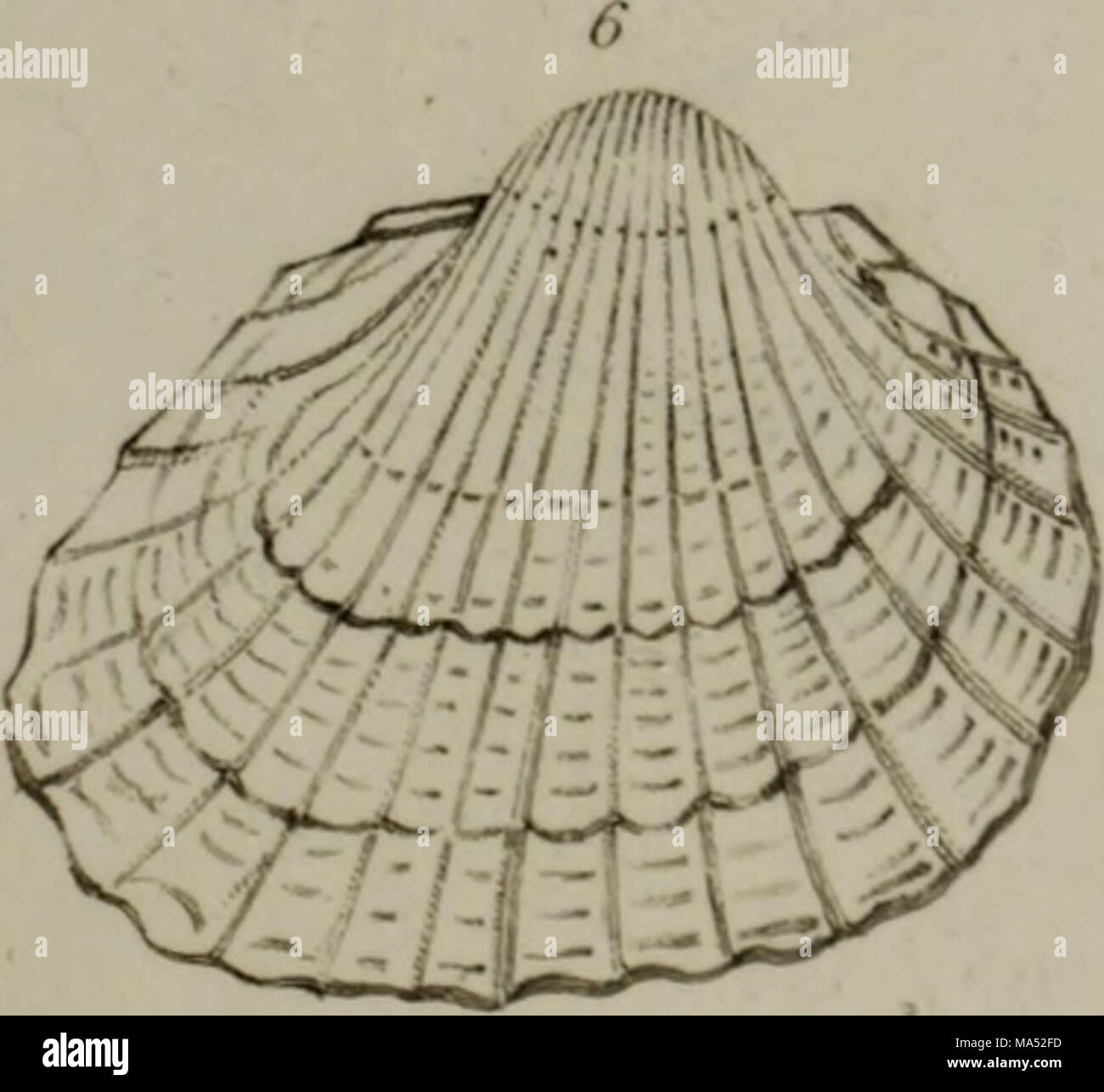 Linnean System.drawing . Elements of conchology : according to the Linnean system, illustrated ...